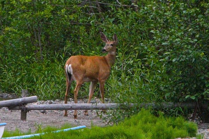 Location de vacances pour 9 personnes, avec jardin et balcon dans Canada