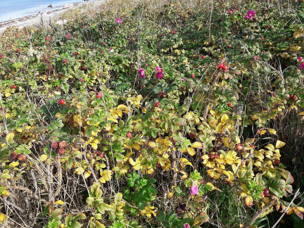 7 person holiday home in Asnæs-By Traum in Høve Strand, Asnæs