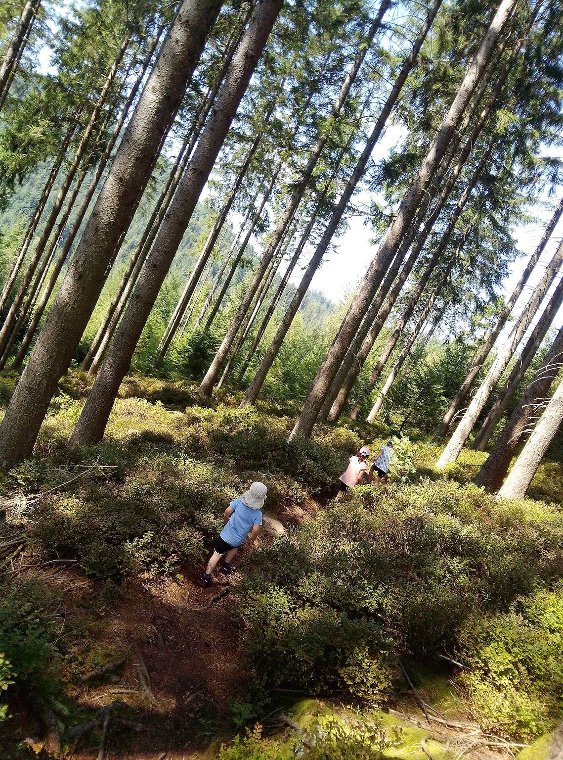Ganze Ferienwohnung, Ferienwohnung Waldrausch in Mitteltal, Baiersbronn