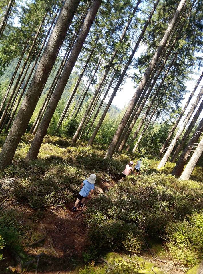 Hütte für 4 Personen, mit Terrasse und Ausblick in Baiersbronn - 2