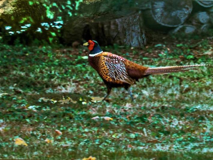 Location de vacances pour 5 personnes, avec jardin et terrasse à Cangey - 4
