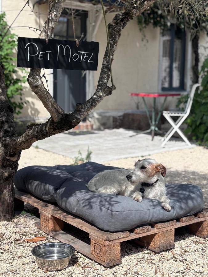 Hôtel pour 2 personnes, avec jardin et terrasse, animaux acceptés à Bourgueil - 2
