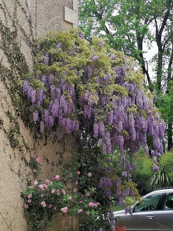 Chambre d’hôte pour 2 personnes, avec piscine et jardin, animaux acceptés dans les Deux-Sèvres - 3