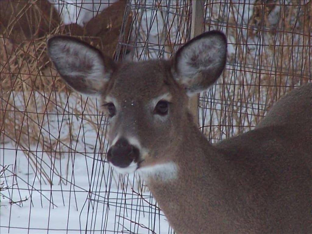 Ganze Wohnung, Immaculate Hummingbird Suite - 1,6 km vom Acadia National Park entfernt in Acadia Nationalpark