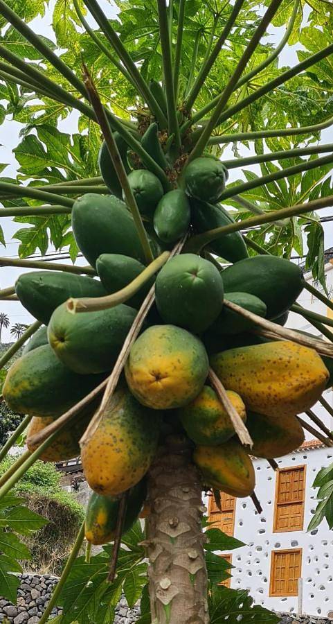 Casa rural para 3 personas, con terraza y vistas en Hermigua - 2
