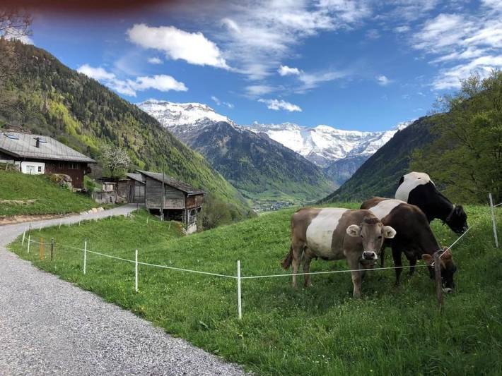 Ganze Wohnung, Berghof-Gufel in Engi, Glarus Süd