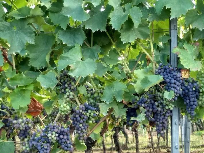Ferienwohnung für 2 Personen, mit Balkon in Neustadt an der Weinstraße - 3