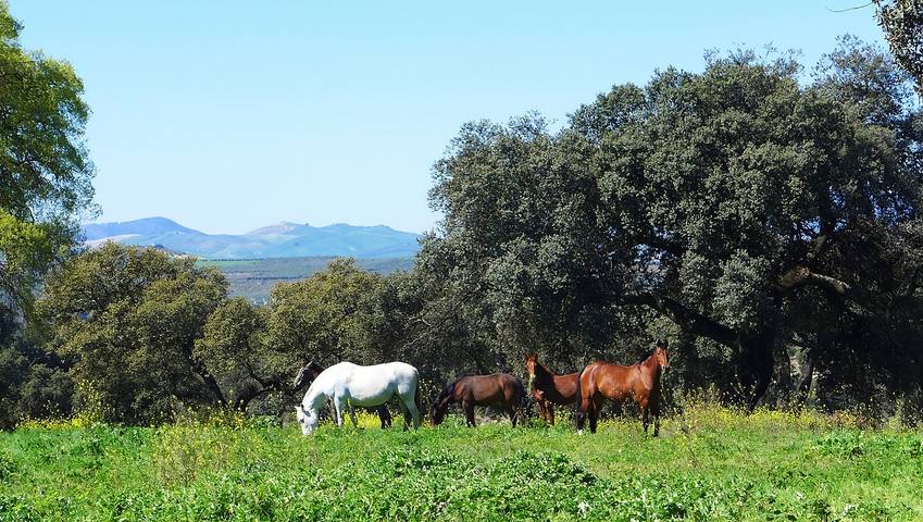 Chalet para 10 personas, con jardín en Sierra de Cádiz - 3