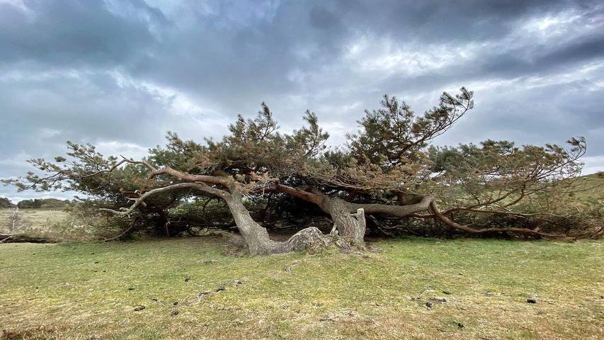 Ferienhaus für 15 Personen, mit Terrasse und Pool sowie Sauna und Whirlpool in Tisvilde - 4