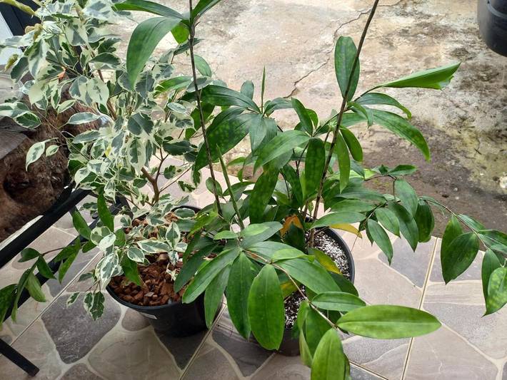 Location de vacances pour 2 personnes dans Le Bernica - 3