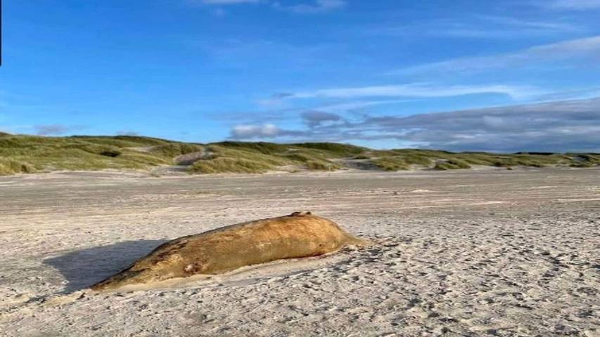Ferienhaus mit Meerblick für 11 Personen, mit Haustier in Jammerbugt - 2