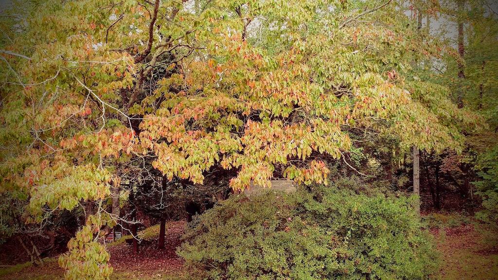 Gemütliches Wiesenhäuschen erwartet Sie. in Blue Ridge Parkway, Buncombe County