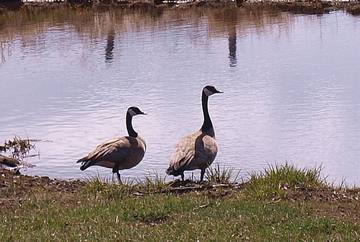 Chalet for 2 Guests in Pablo, Flathead National Forest, Picture 4