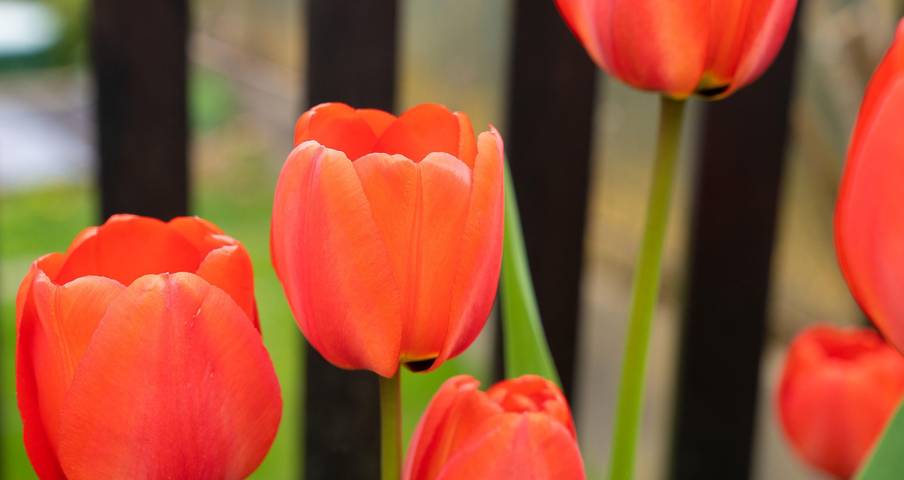 Pension für 2 Personen, mit Garten und Ausblick sowie Pool und Seeblick, kinderfreundlich in Österreich - 3