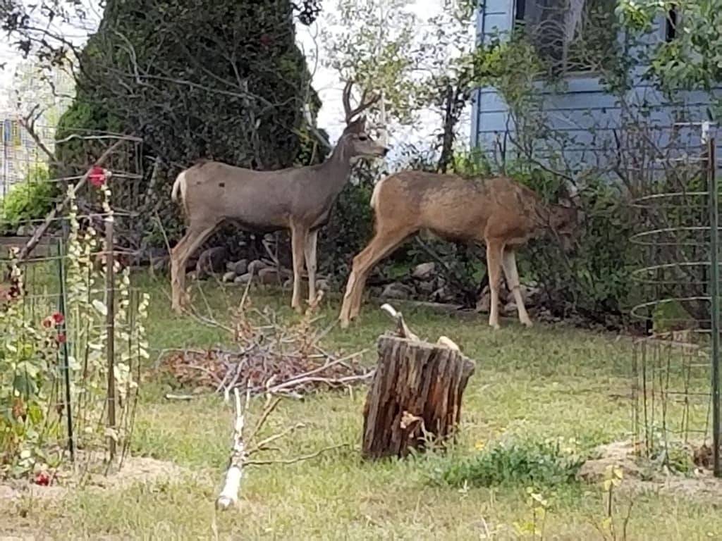 Ganze Wohnung, Blick auf die Berge, 30 Minuten nach Wolf Creek, in der Nähe von Restaurants, Pubs und Geschäften. in San Juan National Forest