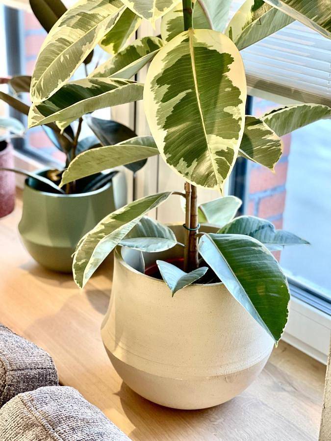 Location de vacances pour 10 personnes, avec jardin, adapté aux familles à Bastogne - 4