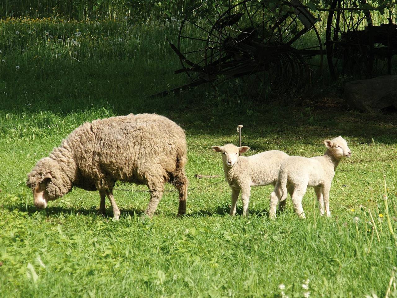 Ganze Ferienwohnung, Penkehof Spreewald in Burg (Spreewald), Lausitz