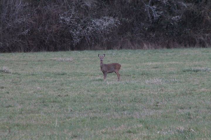 Chambre d’hôte pour 2 personnes, avec jardin, animaux acceptés dans Côte-d'Or - 2