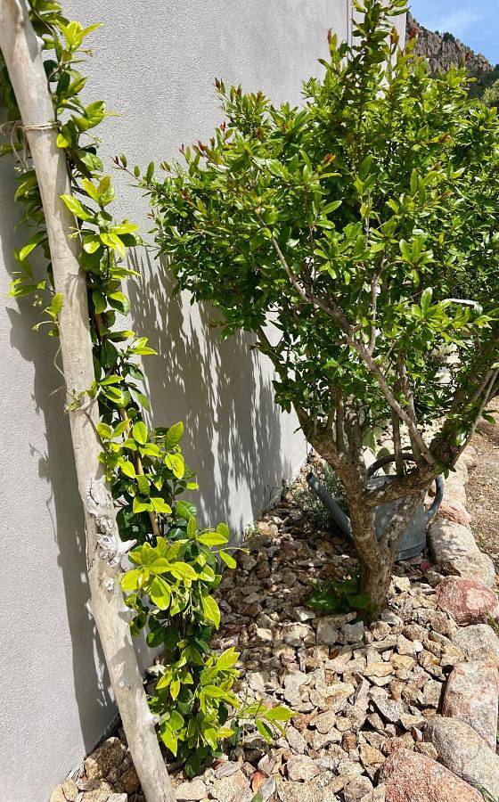 Casa Suvara - Chambres d'hôtes de charme I Piscines ou Spa privatifs in Conca, Arrondissement de Sartène