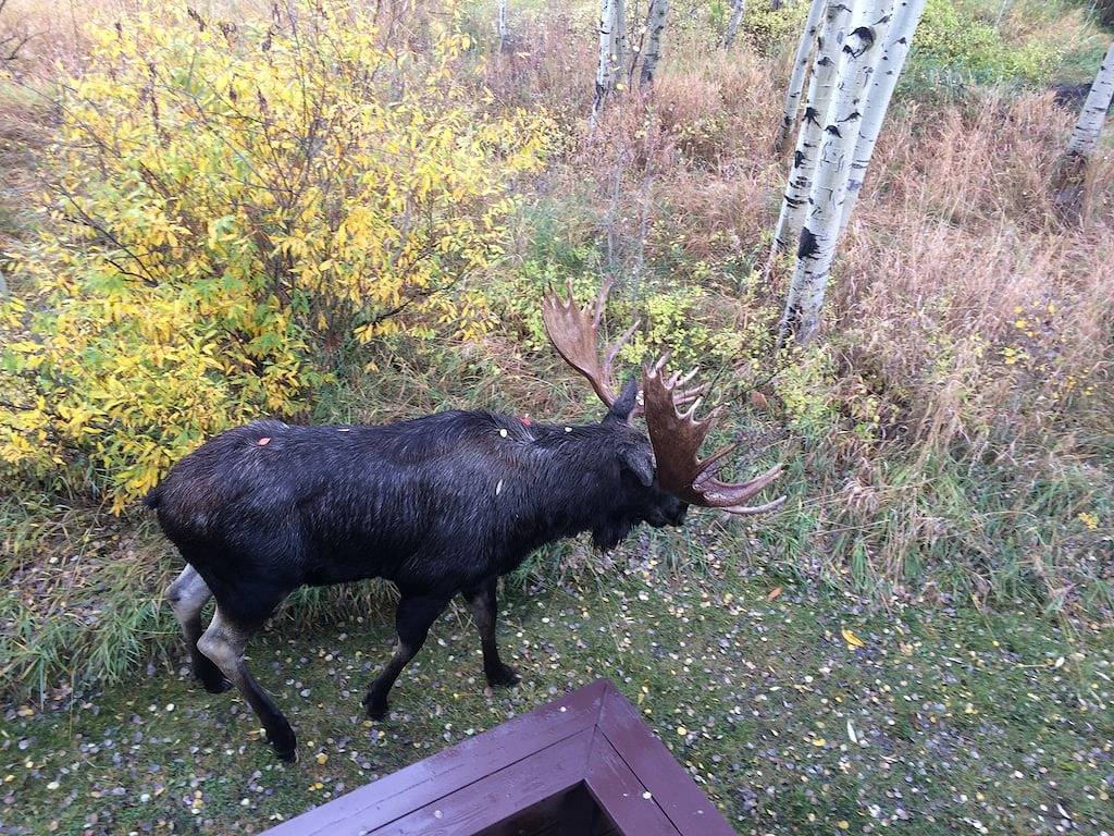 Ganze Wohnung, Helles, modernes Loft. 5 Meilen zum Skigebiet, Nationalpark oder Downtown Jackson in Moose Wilson Road, Grand Teton Nationalpark