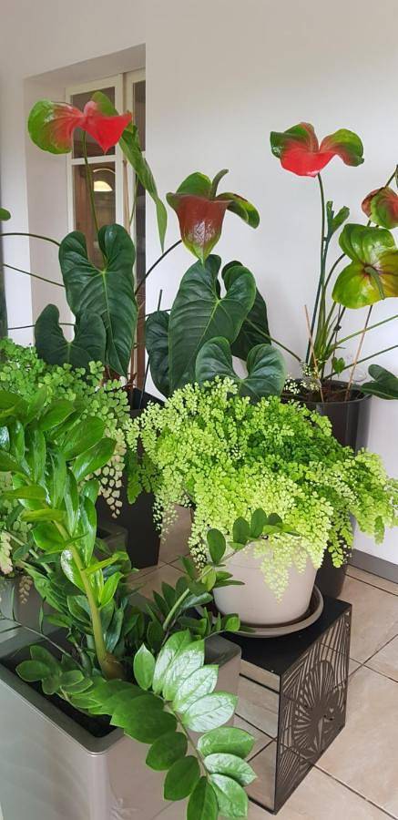 Location de vacances pour 4 personnes, avec jardin ainsi que vue et terrasse à La Plaine-des-Palmistes - 4