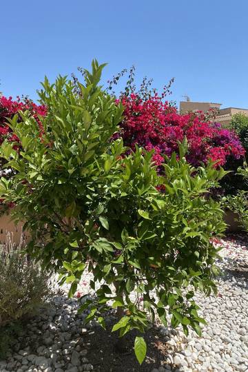 Ferienhaus in Sa Ràpita, Campos für 6 