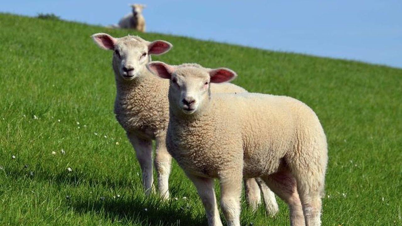 Ferienhaus für 6 Personen in Hooksiel in Hooksiel, Metropolregion Bremen-Oldenburg