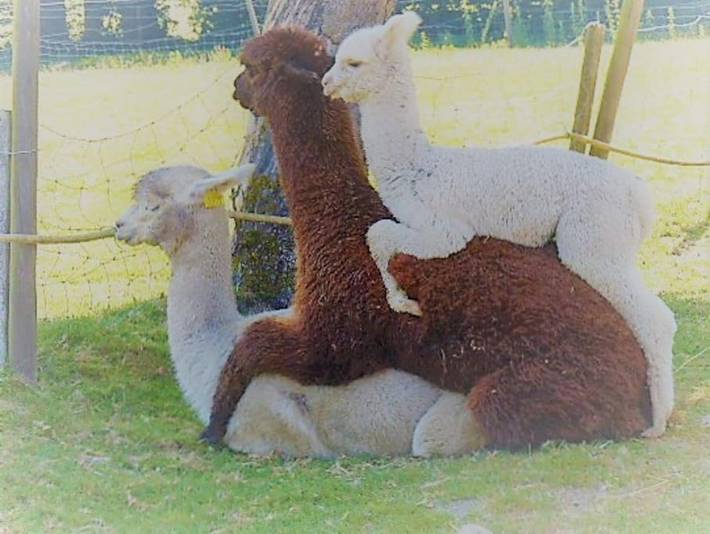 Location de vacances pour 4 personnes, avec jardin à Mellionnec - 2