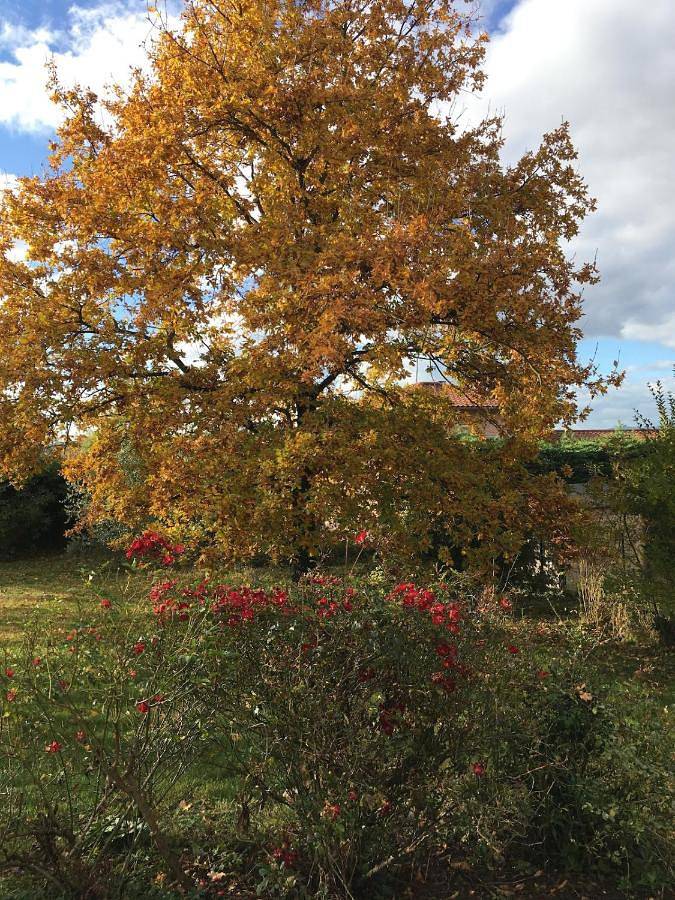 Gîte pour 2 personnes, avec Balcon et Terrasse ainsi que Jardin et Vue à Civrieux-d'Azergues - 2