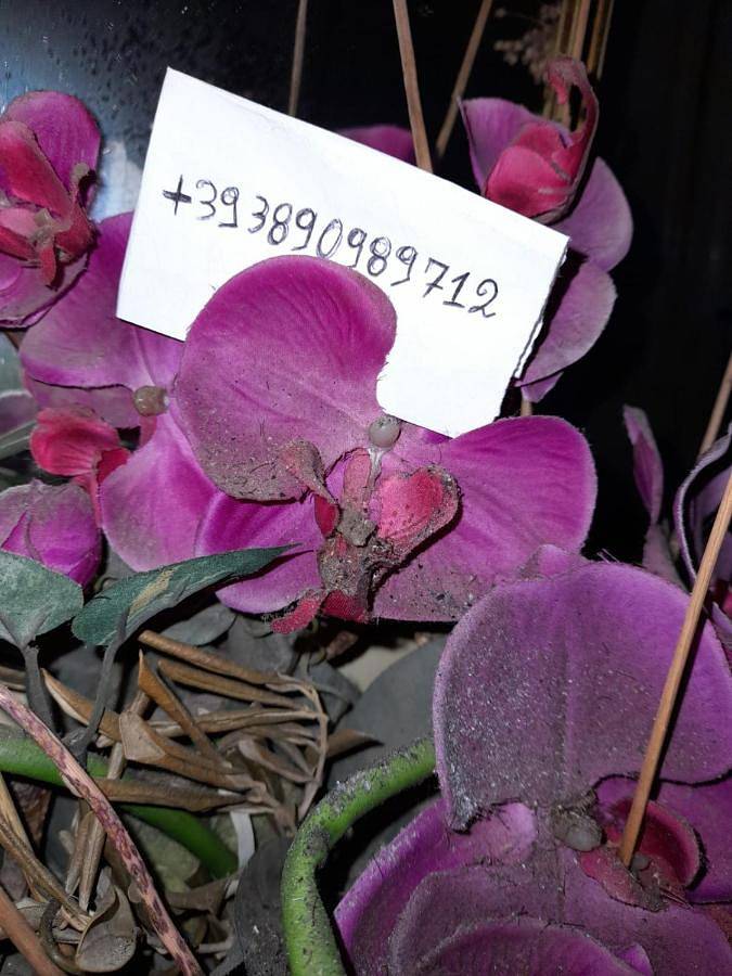 Gîte pour 5 personnes, avec vue à Copertino - 3