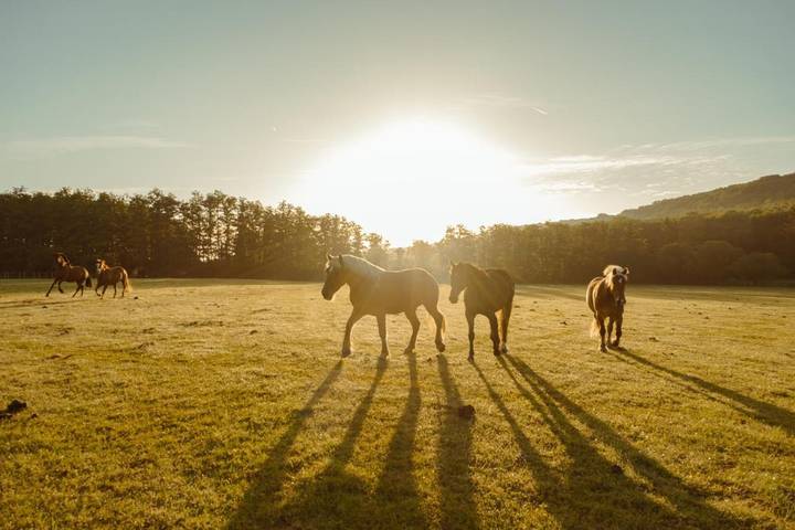 Hôtel pour 2 personnes, avec sauna et jardin ainsi que vue sur le lac et vue, animaux acceptés à Bonnelles - 4