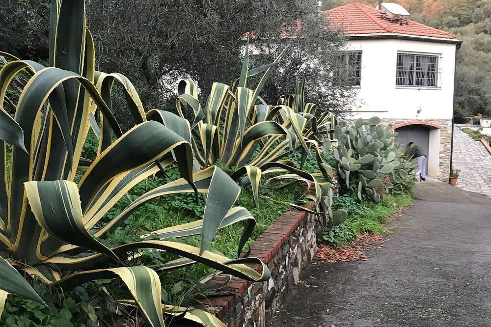 Absolute Ruhe im Olivenhain in Diano San Pietro, Riviera di Ponente