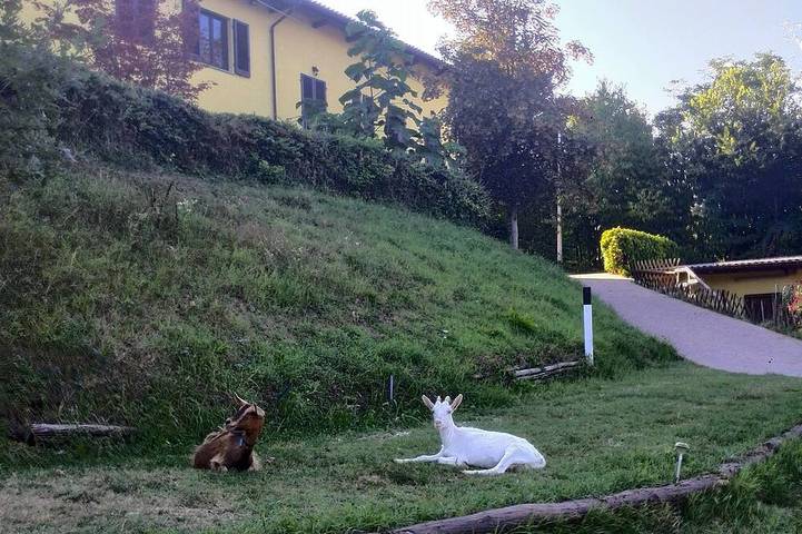 Appartamento intero, Appartamento fra le Colline del Monferrato con Piscina in Calamandrana, Provincia d'Asti