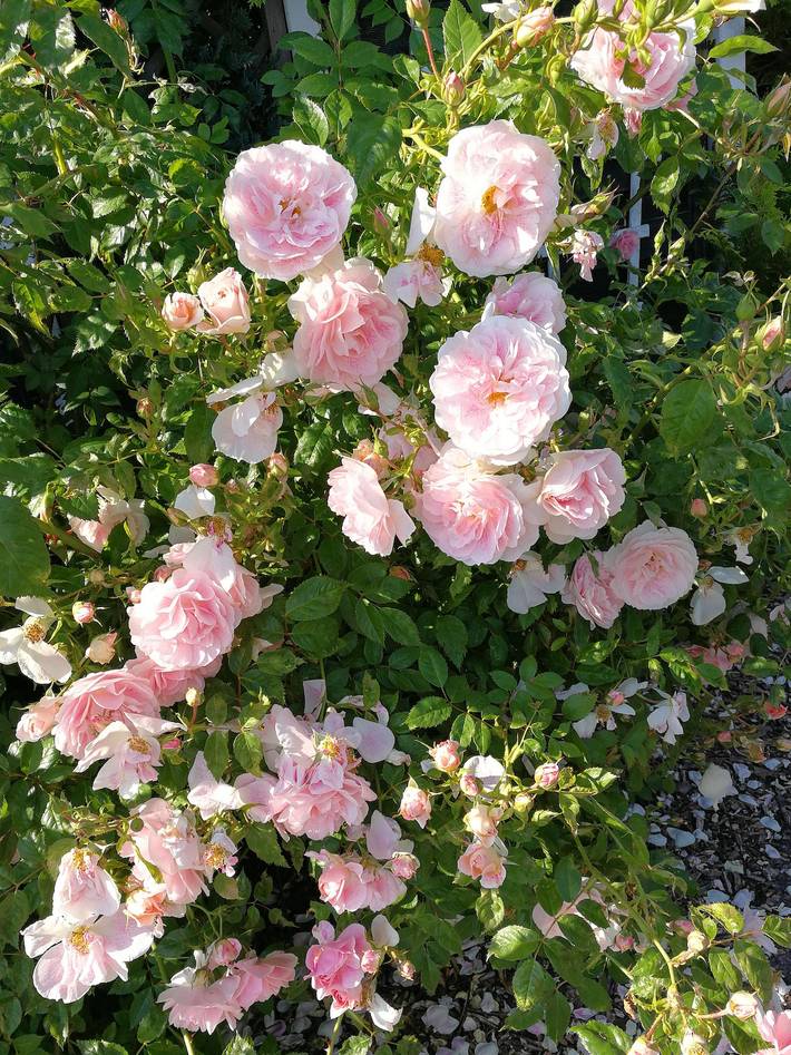 Ferienwohnung für 4 Personen, mit Garten in der Lübeck - 2