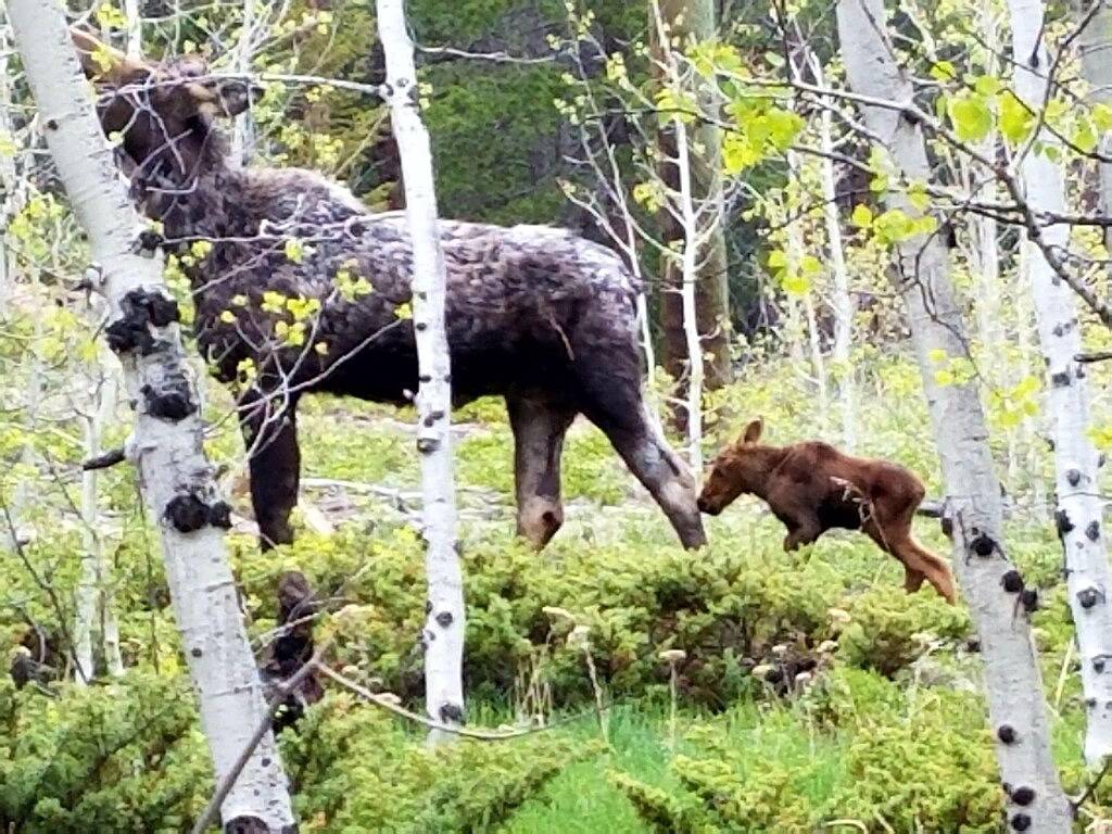 Hot Tub, Game Room and Trails / Families & Pets! in Arapaho and Roosevelt National Forests