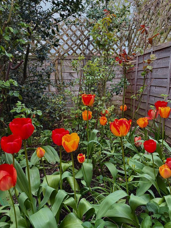 Double Room with Garden View in York, Yorkshire