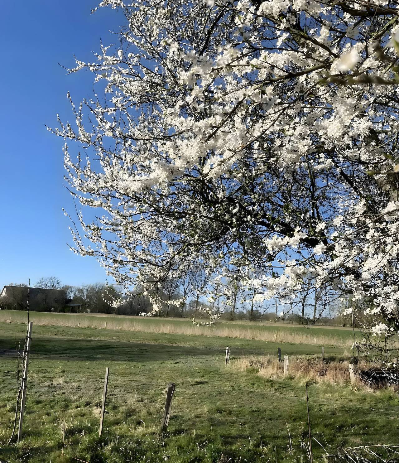 Ferienhaus Reetkate Hemme in Hemme, Eider-Treene-Sorge