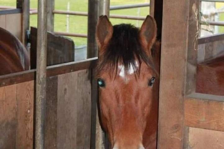 Gîte pour 5 personnes, avec jardin, animaux acceptés à Thal - 3