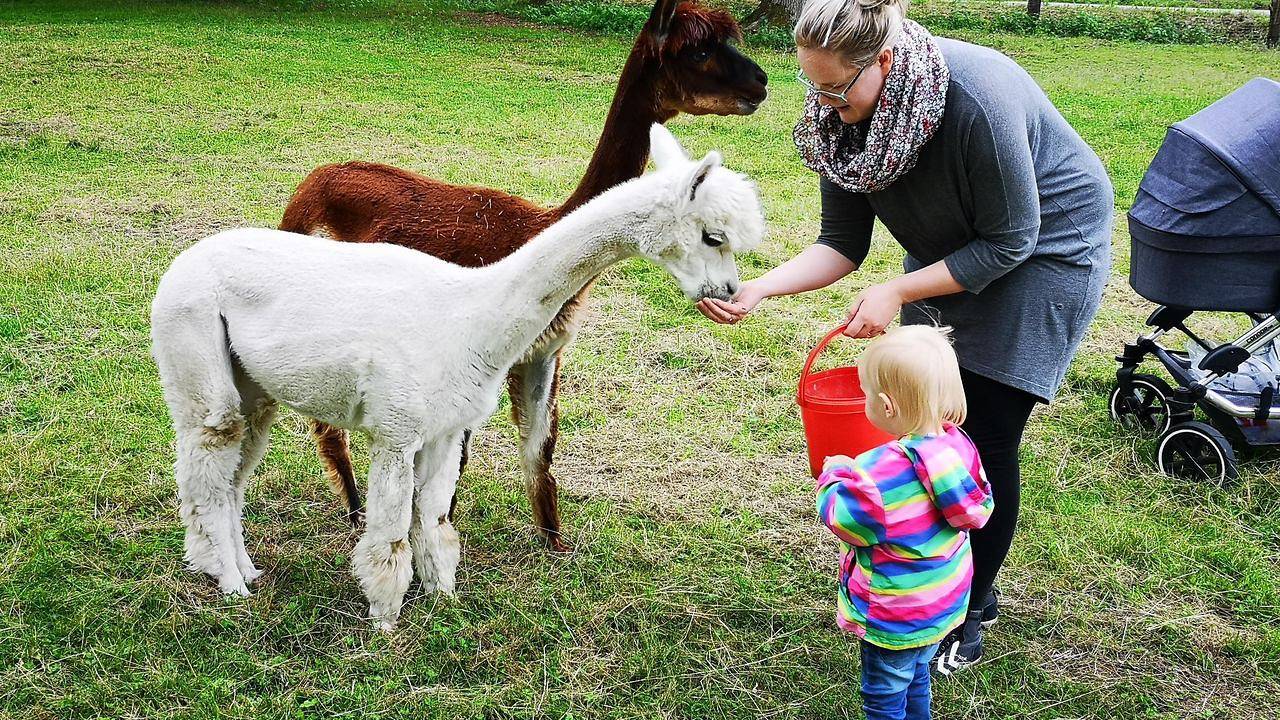 Ganze Ferienwohnung, Ferienwohnung für 8 Personen (140 m²) in Schneverdingen in Schneverdingen, Landkreis Heidekreis