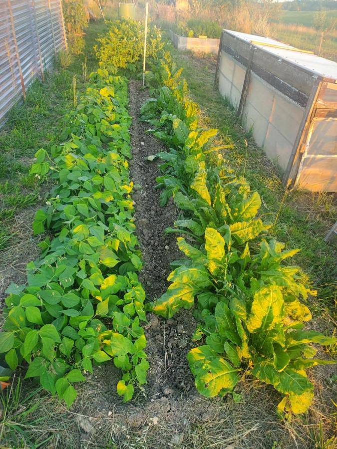 Maison d’hôte pour 2 personnes, avec jardin ainsi que vue et piscine à Cahuzac-sur-Vère - 3