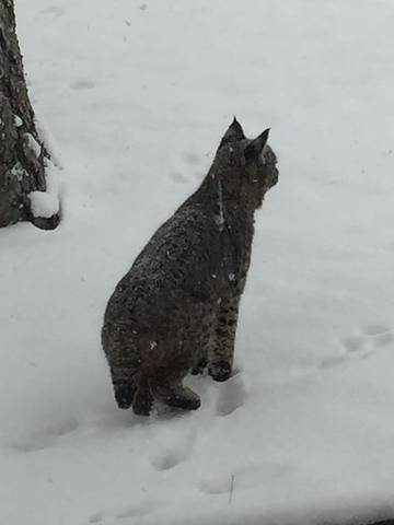 Log Cabin for 5 Guests in Estes Park, Rocky Mountain National Park, Picture 4