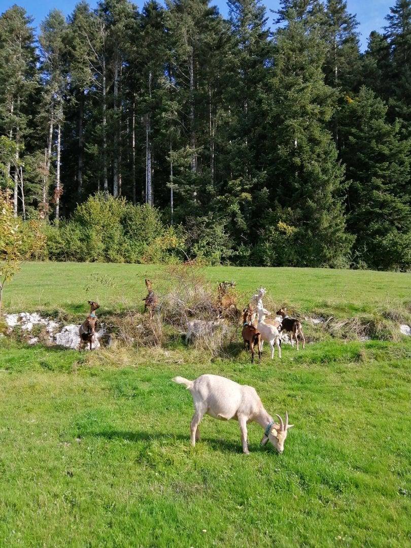 Chambres d'hôtes La Ferme des Louisots - Chambre Comtoise in Fournet-Blancheroche, Doubs