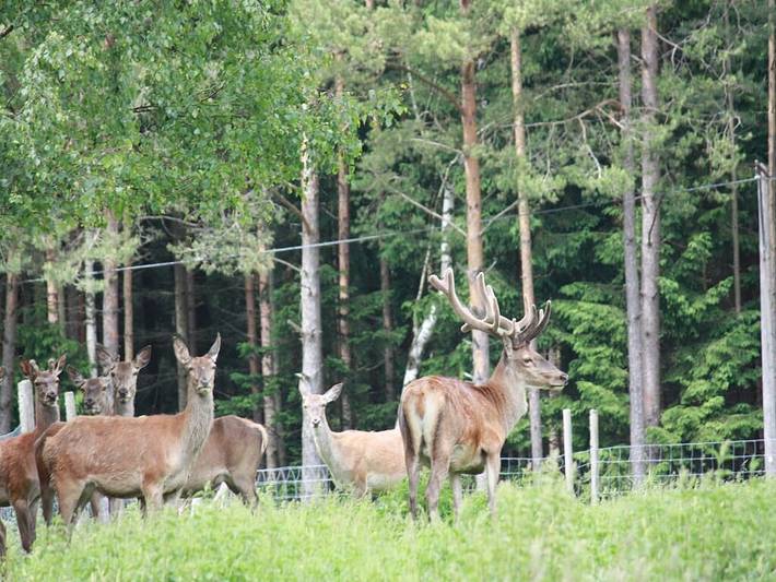Ferienhaus für 7 Personen, mit Terrasse und Balkon/Terrasse im Fichtelgebirge - 3