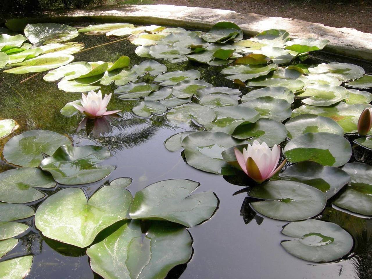 Campagne Beausoleil in La Seyne-sur-Mer, Région de Toulon