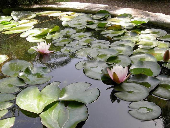 Maison d’hôte pour 2 personnes, avec piscine ainsi que vue et jardin à La Seyne-sur-Mer - 4