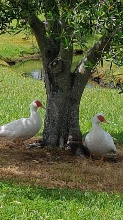 Cottage for 4 people, with terrace in Northland