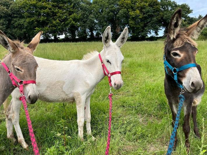 Location de vacances pour 11 personnes, avec jardin dans Le Haut-Corlay - 2