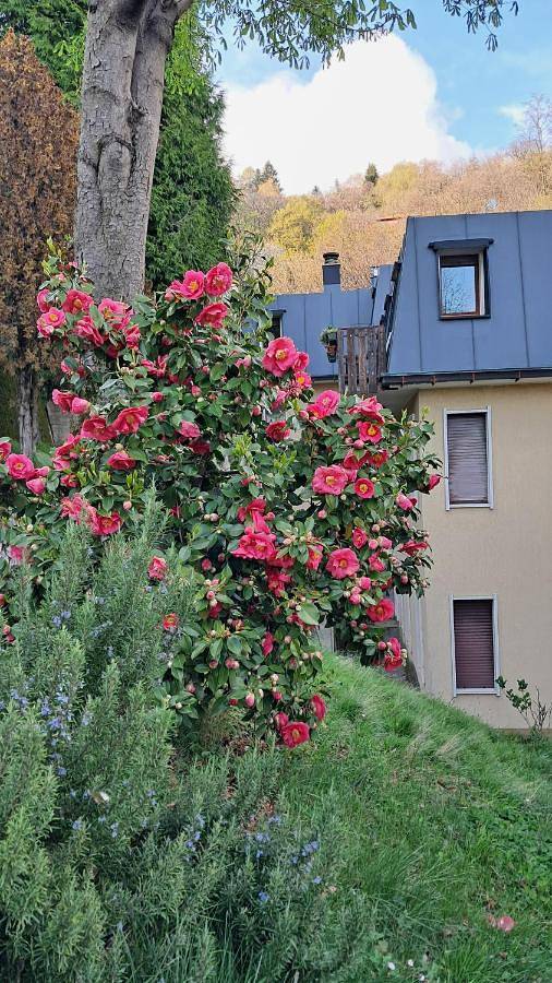 Appartamento vacanze per 3 persone, con panorama e balcone, con animali domestici - 1