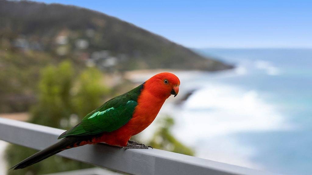Viewmore - A seriously amazing view in Wye River, Colac Otway Shire
