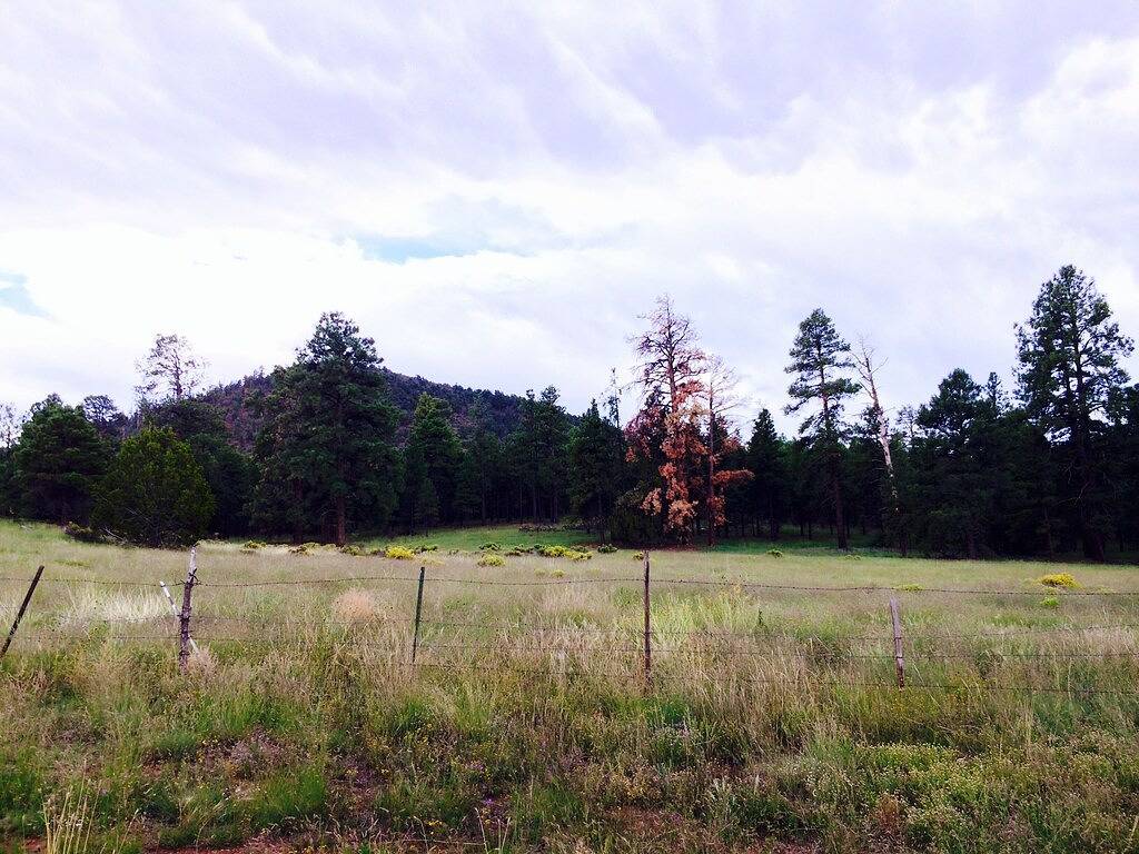 Tiny Mountain View Sauna Cabin auf 1. 5 Hektar im Coconino National Forest in Coconino Nationalwald